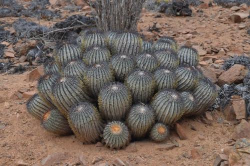 Copiapoa-longistaminea-PV2786-Guanillos-GPS219-Peru Chile-2014 1958