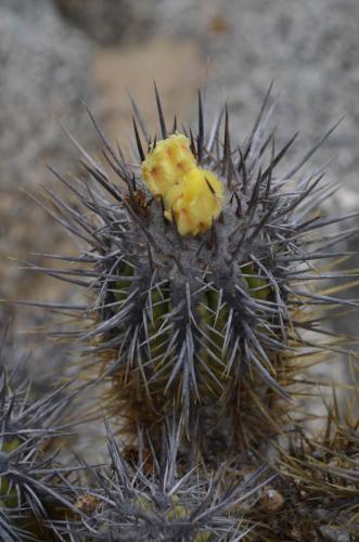 Copiapoa-marginata-PV2798-Caldera-severne-GPS2601-Peru Chile-2014 2558