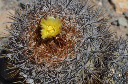 Copiapoa-megarhiza-PV2700-Copiapo-zapadne-GPS114-Peru Chile-2014 2641