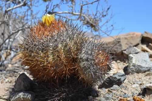 Copiapoa-megarhiza-PV2700-Copiapo-zapadne-GPS114-Peru Chile-2014 2646