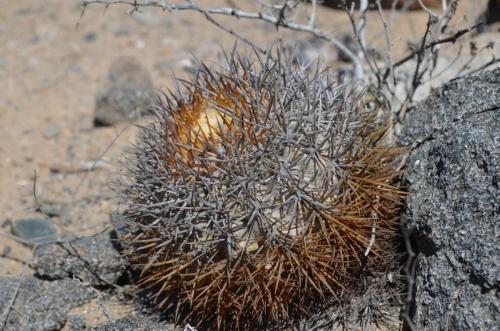 Copiapoa-megarhiza-PV2700-Copiapo-zapadne-GPS114-Peru Chile-2014 2652