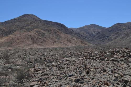 Copiapoa-megarhiza-PV2700-Copiapo-zapadne-GPS114-Peru Chile-2014 2667