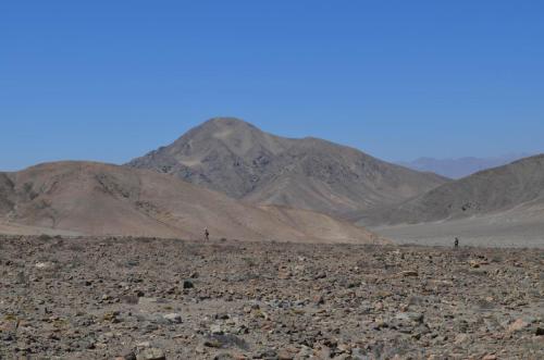 Copiapoa-megarhiza-PV2700-Copiapo-zapadne-GPS114-Peru Chile-2014 2685