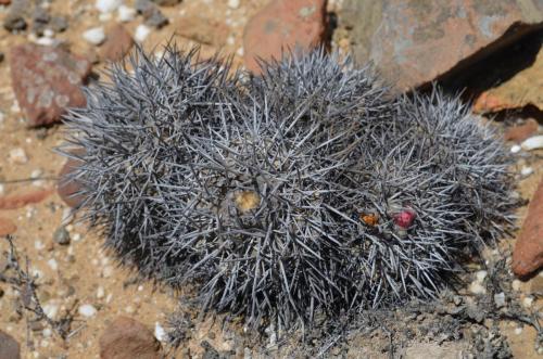 Copiapoa-megarhiza-borealis-ci-fiedleriana-PV2769-Huasco-Bajo-severne-GPS201-Peru Chile-2014 1376