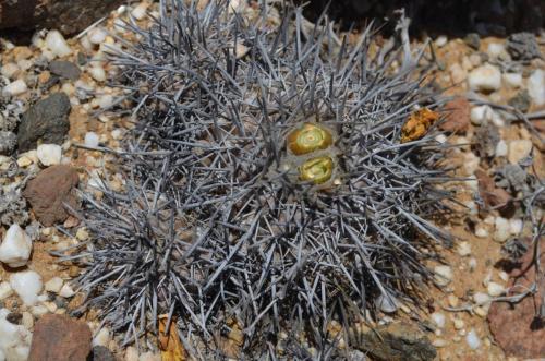 Copiapoa-megarhiza-borealis-ci-fiedleriana-PV2769-Huasco-Bajo-severne-GPS201-Peru Chile-2014 1382