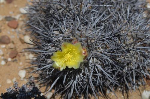 Copiapoa-megarhiza-borealis-ci-fiedleriana-PV2769-Huasco-Bajo-severne-GPS201-Peru Chile-2014 1386