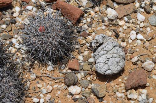 Copiapoa-megarhiza-borealis-ci-fiedleriana-PV2769-Thelocephala-aerocarpa-Huasco-Bajo-severne-GPS201-Peru Chile-2014 1370