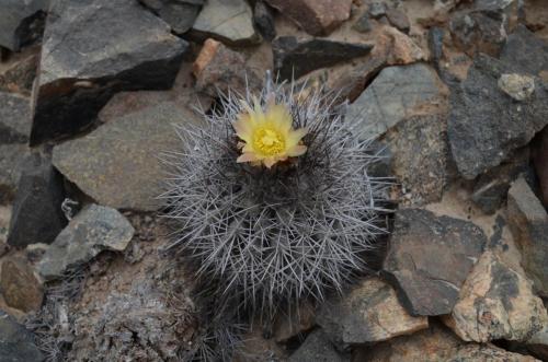 Copiapoa-megarhiza-parvula-PV2799-Caldera-V-GPS113-Peru Chile-2014 2597