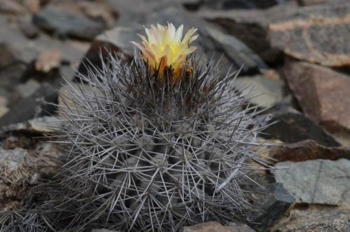 Copiapoa-megarhiza-parvula-PV2799-Caldera-V-GPS113-Peru Chile-2014 2601