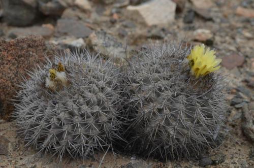 Copiapoa-megarhiza-parvula-PV2799-Caldera-V-GPS113-Peru Chile-2014 2629