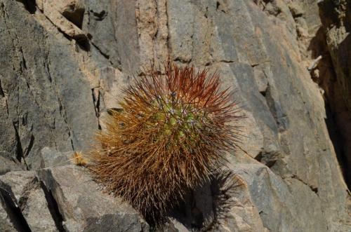 Copiapoa-rupestris-Quebrada-San-Ramon-GPS220-Peru Chile-2014 2213