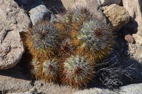 Copiapoa-rupestris-Quebrada-San-Ramon-GPS221-Peru Chile-2014 2244