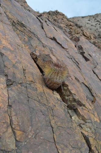 Copiapoa-rupestris-Quebrada-San-Ramon-Peru Chile-2014 2201