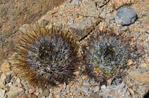 Copiapoa-sp-Aphanes-Quebrada-San-Ramon-GPS221-Peru Chile-2014 2330