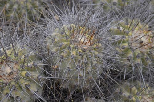 Copiapoa-superba-aff-PV2776-Las-Maderas-SV-GPS207-Peru Chile-2014 1547