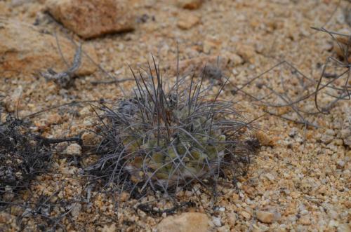 Copiapoa-superba-aff-PV2776-Las-Maderas-SV-GPS207-Peru Chile-2014 1596