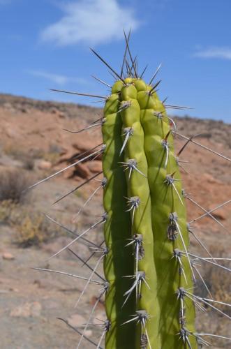 Corryocactus-brevistylus-ssp-puquiensis-Nazca-to-Puquio-GPS189-Peru Chile-2014 0122