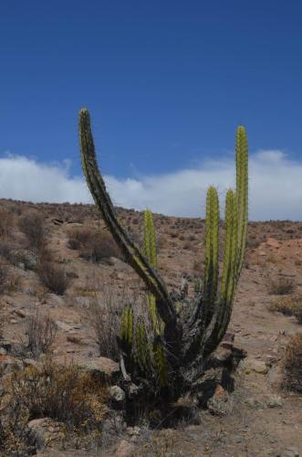 Corryocactus-brevistylus-ssp-puquiensis-Nazca-to-Puquio-GPS189-Peru Chile-2014 0123