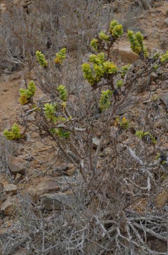 Croton-chilensis-PV2781-Caleta-Ballena-SV-GPS211-Peru Chile-2014 1724