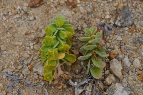 Croton-chilensis-PV2781-Caleta-Ballena-SV-GPS211-Peru Chile-2014 1733