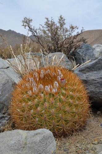 Eriosyce-aurata-Vicuna-to-Hurtado-GPS228-Peru Chile-2014 3037