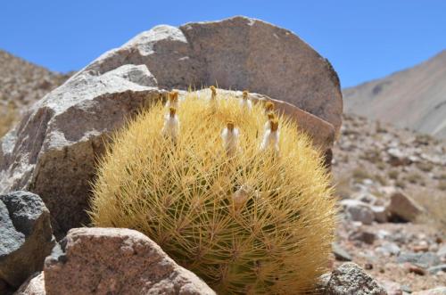 Eriosyce-lapampaensis-PV2804-La-Pampa Malaquin-GPS71-Peru Chile-2014 2802