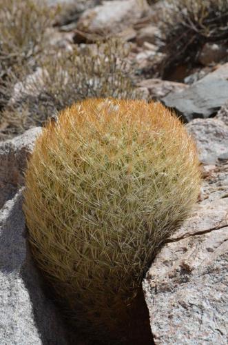 Eriosyce-lapampaensis-PV2804-La-Pampa Malaquin-GPS71-Peru Chile-2014 2813