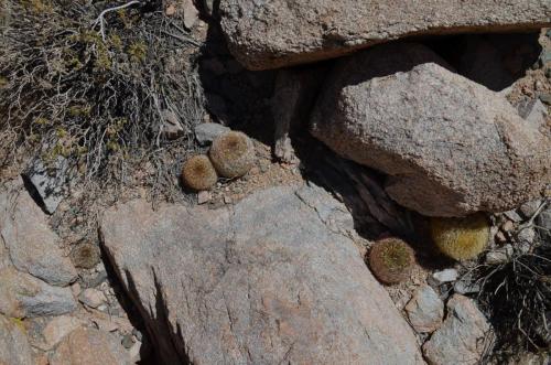 Eriosyce-lapampaensis-PV2804-La-Pampa Malaquin-GPS71-Peru Chile-2014 2821