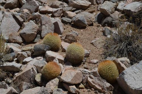 Eriosyce-lapampaensis-PV2804-La-Pampa Malaquin-GPS71-Peru Chile-2014 2822