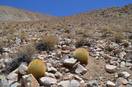 Eriosyce-lapampaensis-PV2804-La-Pampa Malaquin-GPS71-Peru Chile-2014 2841