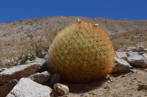 Eriosyce-lapampaensis-PV2804-La-Pampa Malaquin-GPS71-Peru Chile-2014 2847