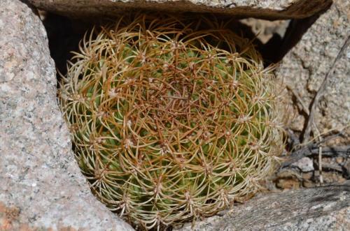 Eriosyce-lapampaensis-PV2804-La-Pampa Malaquin-GPS71-Peru Chile-2014 2852