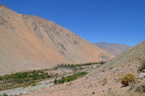 Eriosyce-lapampaensis-PV2804-La-Pampa Malaquin-GPS71-Peru Chile-2014 2886