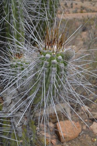 Eulychnia-acida-El-Trapiche-NEO2-Peru Chile-2014 1173