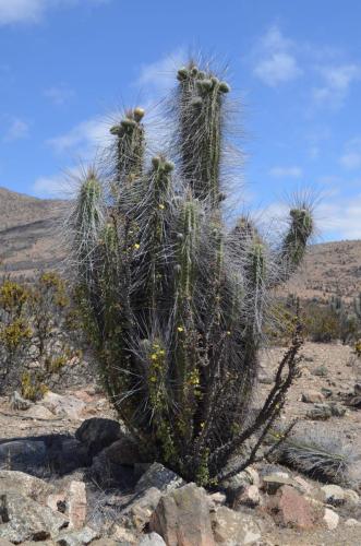 Eulychnia-acida-El-Trapiche-NEO2-Peru Chile-2014 1216