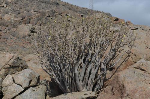 Euphorbia-lactiflua-PV2772-Caldera-severne-GPS203-Peru Chile-2014 1423