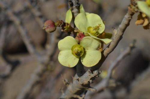 Euphorbia-lactiflua-PV2772-Caldera-severne-GPS203-Peru Chile-2014 1424