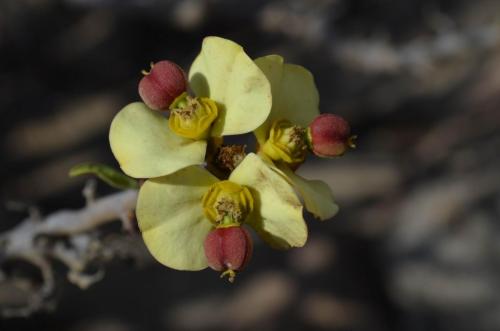 Euphorbia-lactiflua-PV2772-Caldera-severne-GPS203-Peru Chile-2014 1428