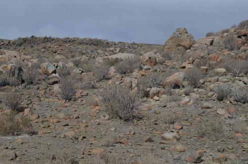 Euphorbia-lactiflua-PV2772-Caldera-severne-GPS203-Peru Chile-2014 1456