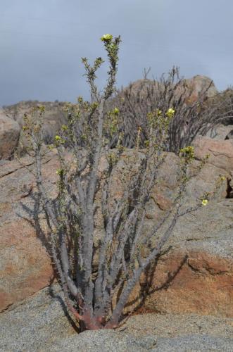 Euphorbia-lactiflua-PV2772-Caldera-severne-GPS203-Peru Chile-2014 1471