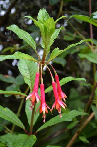 Fuchsia-Machu-Picchu-Peru Chile-2014 0804