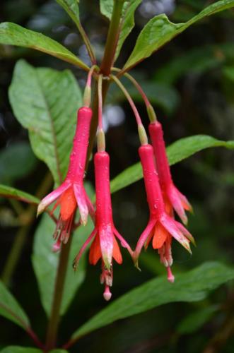 Fuchsia-Machu-Picchu-Peru Chile-2014 0806