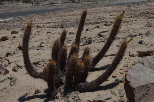 Haageocereus-turbidus-PV2755-Nasca-na-Puquio-GPS188-Peru Chile-2014 0012