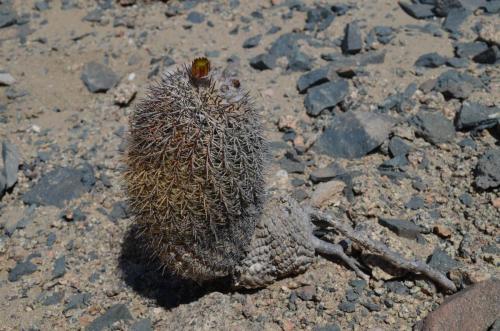 Islaya-islayensis-PV2758-San-Juan-de-Marcona-GPS194-Peru Chile-2014 0381