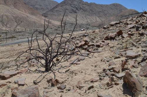 Jatropha-Nasca-na-Puquio-GPS188-Peru Chile-2014 0020