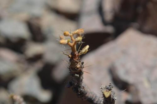 Jatropha-Nasca-na-Puquio-GPS188-Peru Chile-2014 0063