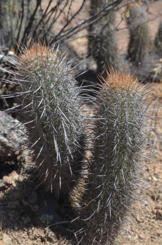 Loxanthocereus-montanus-Nazca-to-Puquio-GPS189-Peru Chile-2014 0100