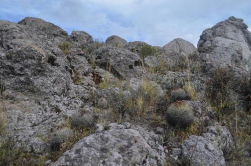 Matucana-multicolor-hystrix-Nazca-to-Puquio-GPS191-Peru Chile-2014 0185