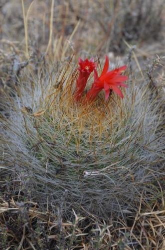 Matucana-multicolor-hystrix-Nazca-to-Puquio-GPS191-Peru Chile-2014 0194