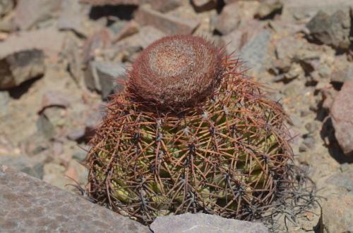 Melocactus-peruvianus-PV2754-Nasca-na-Puquio-GPS188-Peru Chile-2014 0038